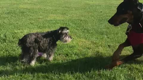 Hanz & Schnauzer playing at park