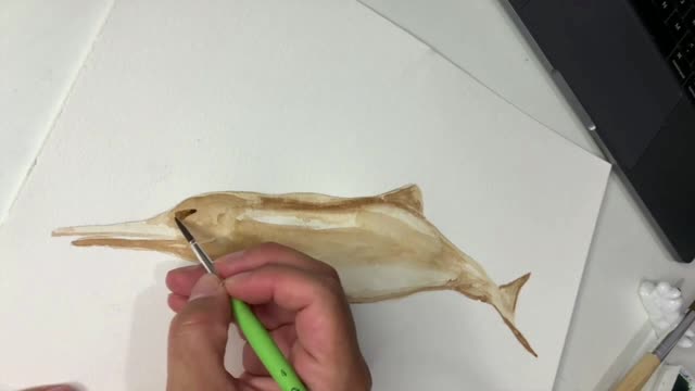 DELFÍN DEL PLATA / URUFAUNA