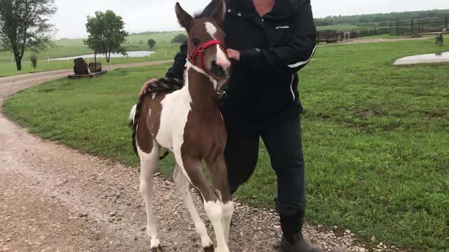 Filly Gets Excited For Pasture