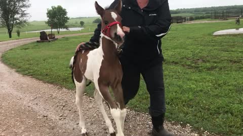 Filly Gets Excited For Pasture