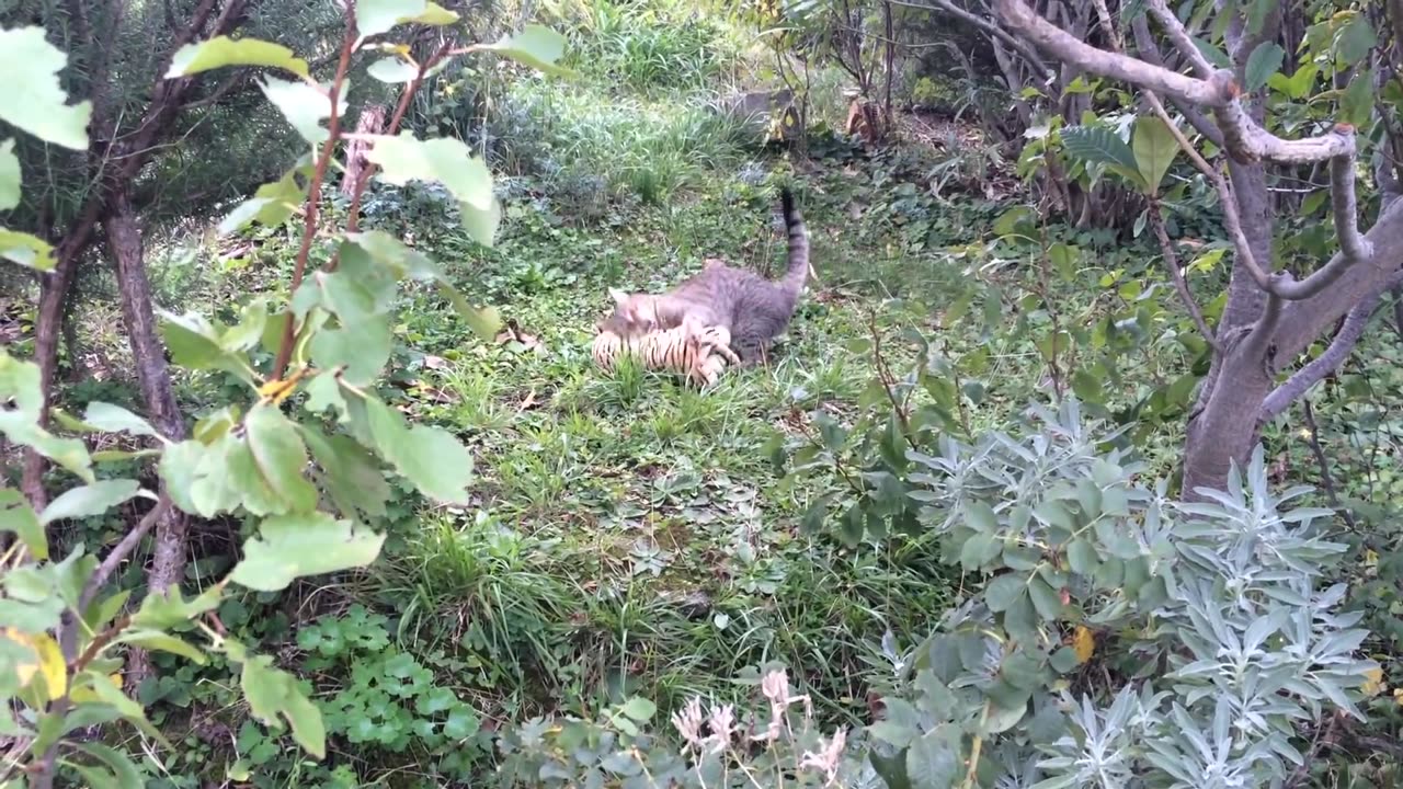 My cat went to the neighbours to borrow a tiger plush toy