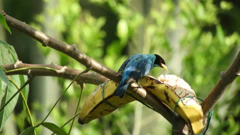 blackbird-songbird-bird