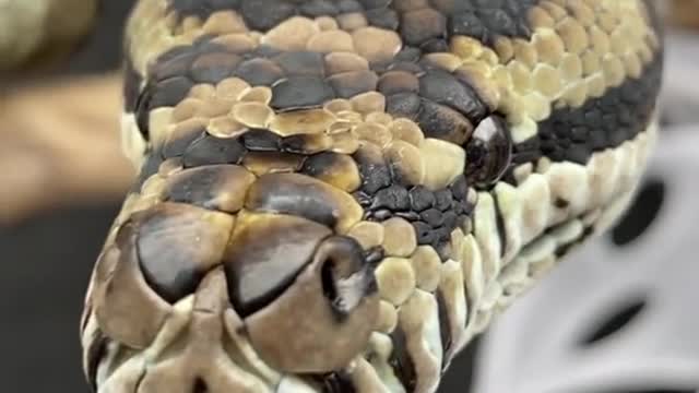 Salazarthesnake!#boo#snakeskin