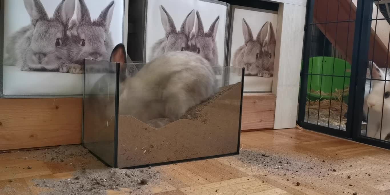 funny Rabbit digging sand so it can make home