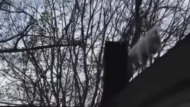 Billy Goat climbs onto neighbor's roof.