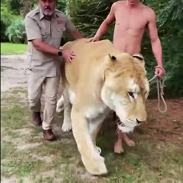 Este gran animal es un ligre