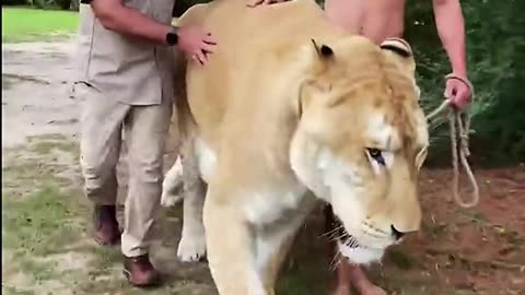 Este gran animal es un ligre