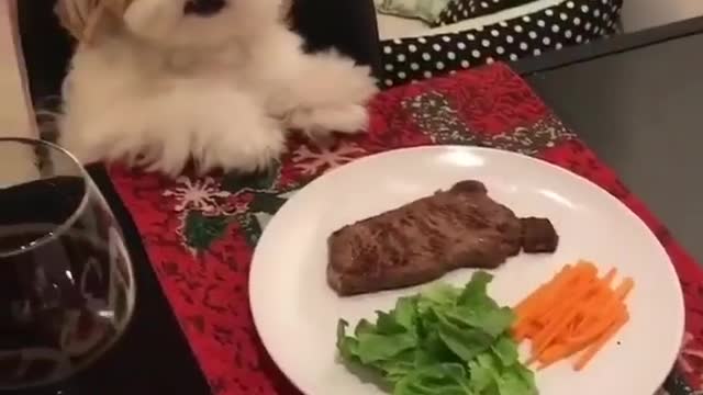 birthday for puppy