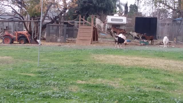 Goats at play.