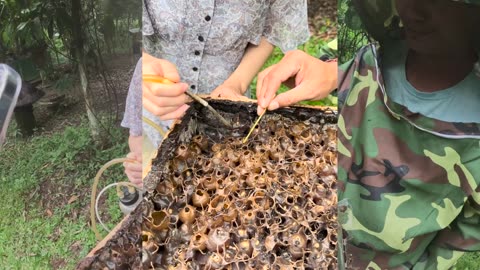 Stingless Beekeeping in Bali Exploring the Balangan Bee Farm