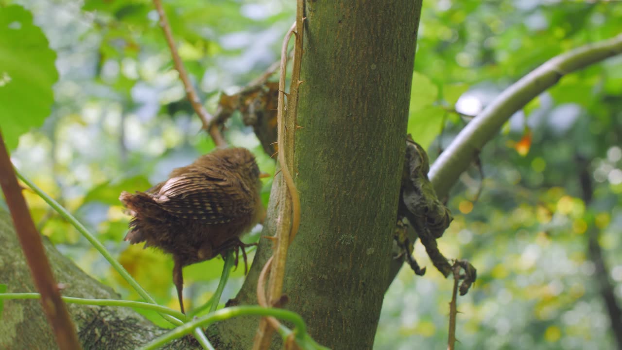 Guess The Bird Name Comment Answer.