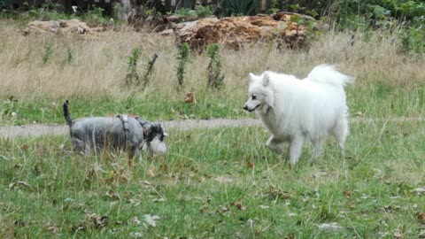 Dogs on Green Grass