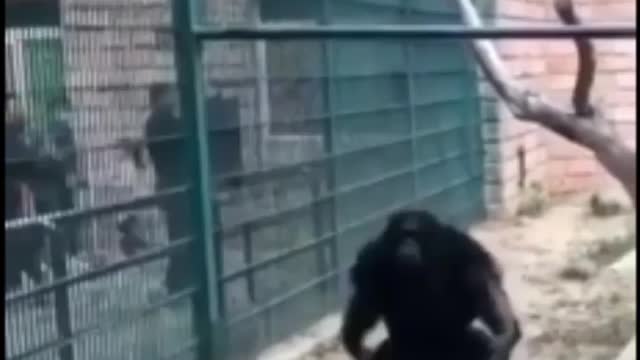 Funny chimpanzee jump to people😂