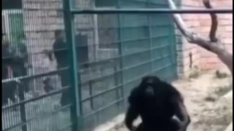 Funny chimpanzee jump to people😂