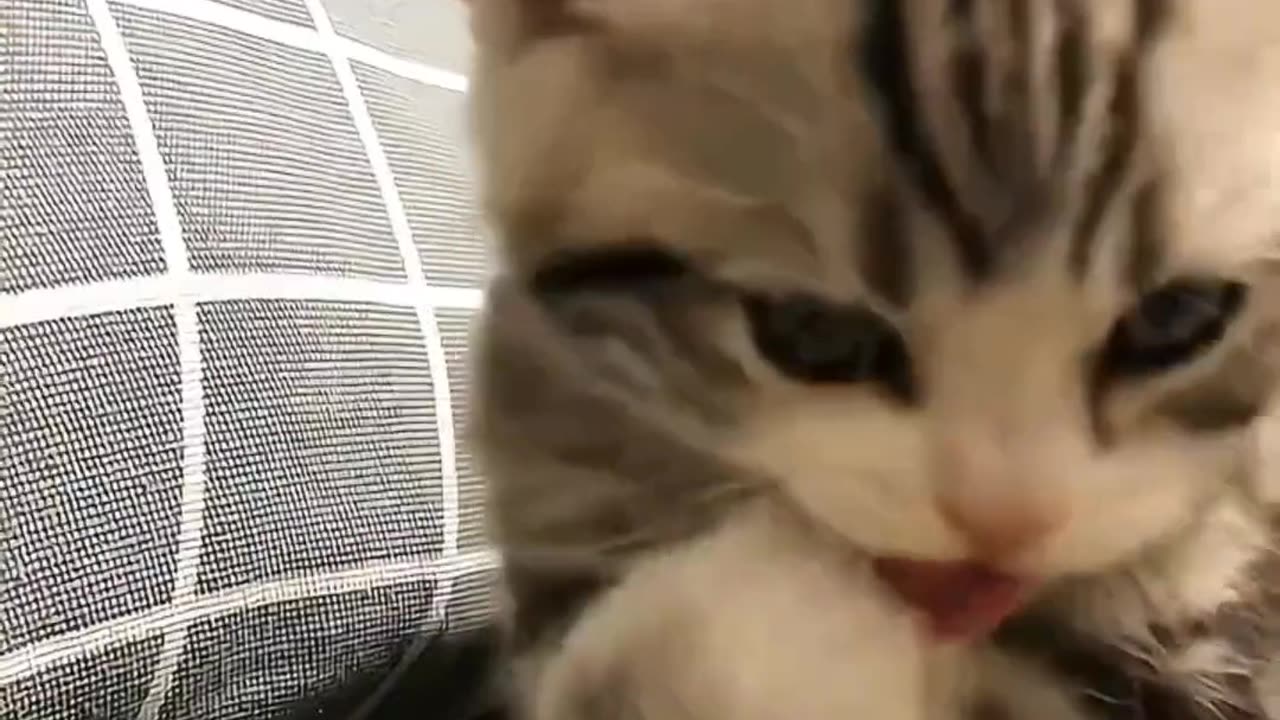 Funny Cat Video 📷📸🥰