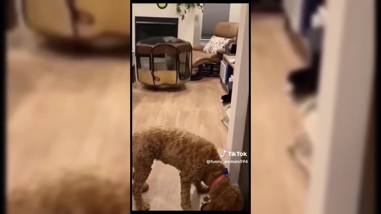 Funny Dogs And Cats Videos 2024