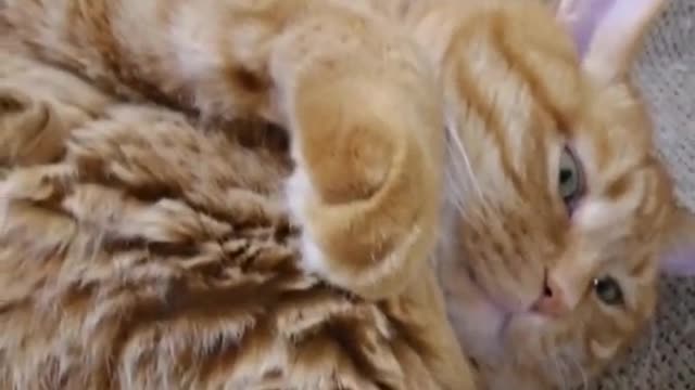FunnyPetsToday，Funny Cat You Might Never See Before, part71