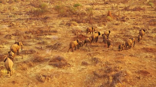 A glorious huge Elephant family herd captured moving through the jungle and Savana of Africa