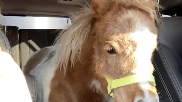 Transporting a Miniature Horse in a Denali