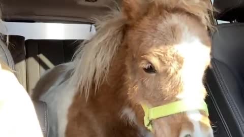 Transporting a Miniature Horse in a Denali