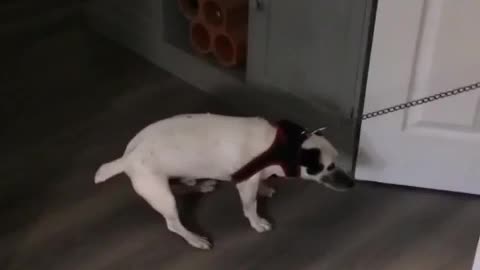 Dog getting pulled by a leash