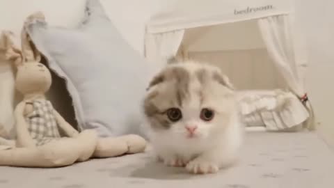 cute kitten videos short leg cat- KimsKennelUS