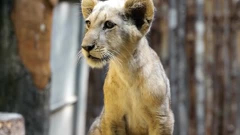 Baby lion Short Video