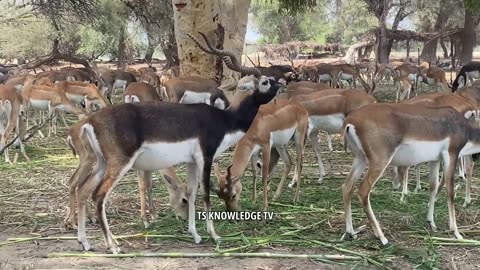 Pak Biggest Black Buck Deer Farm