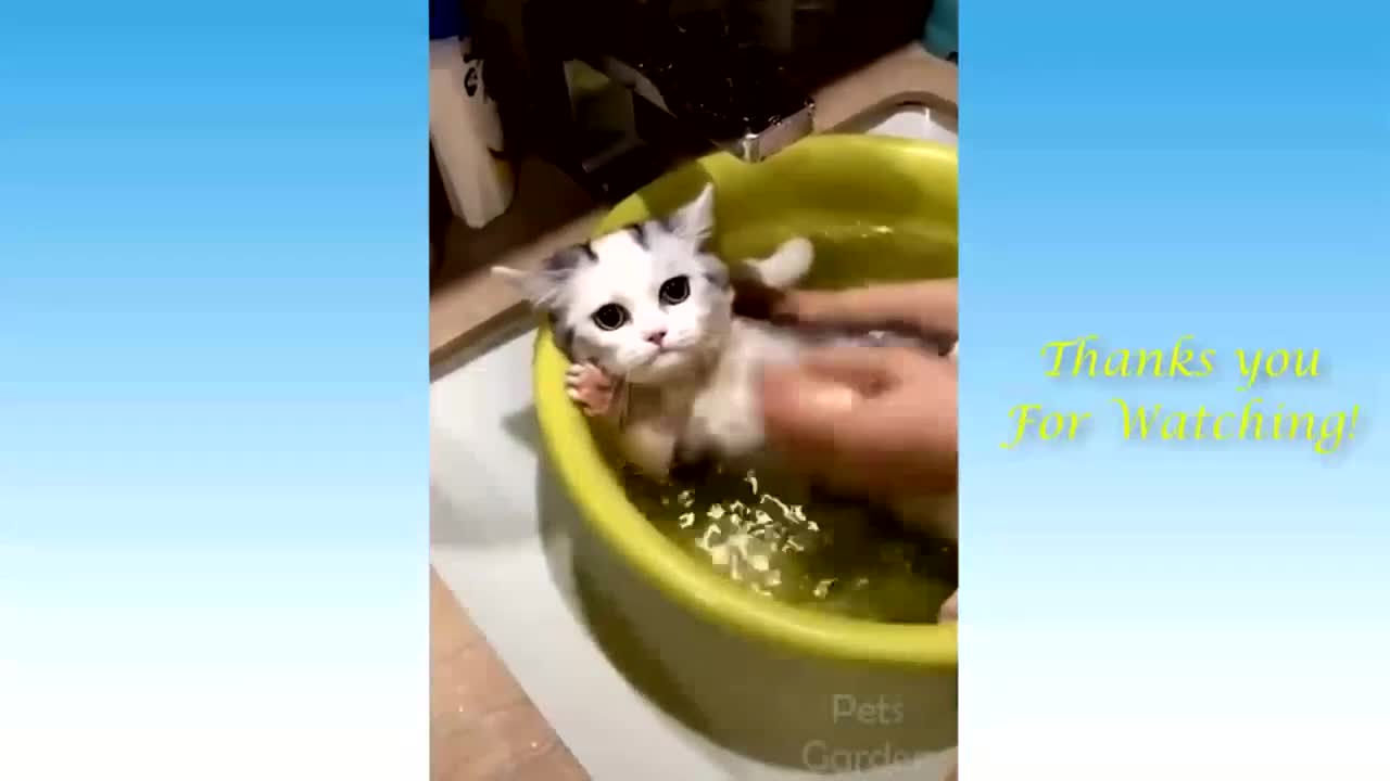 cute kitten number 1