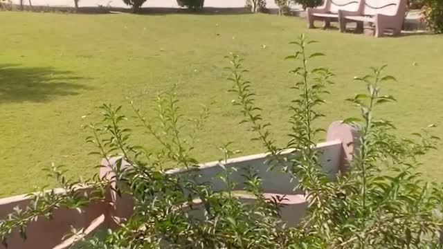 funy cat in garden