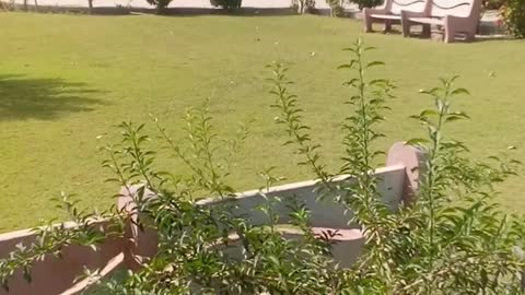 funy cat in garden