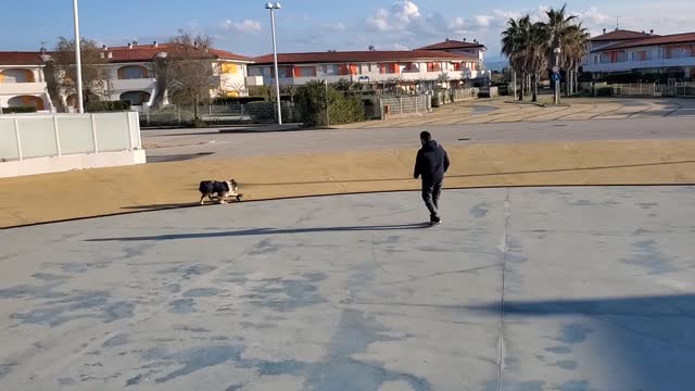 Dog Shows Off Balance Skills on Skateboard