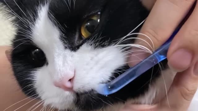 Difficulty brushing your cat's teeth