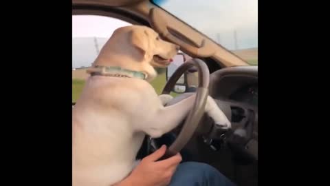 CUTE LEBRADOR IS LEARNING HOW TO DRIVE A CAR!!!🙂🙂🙂