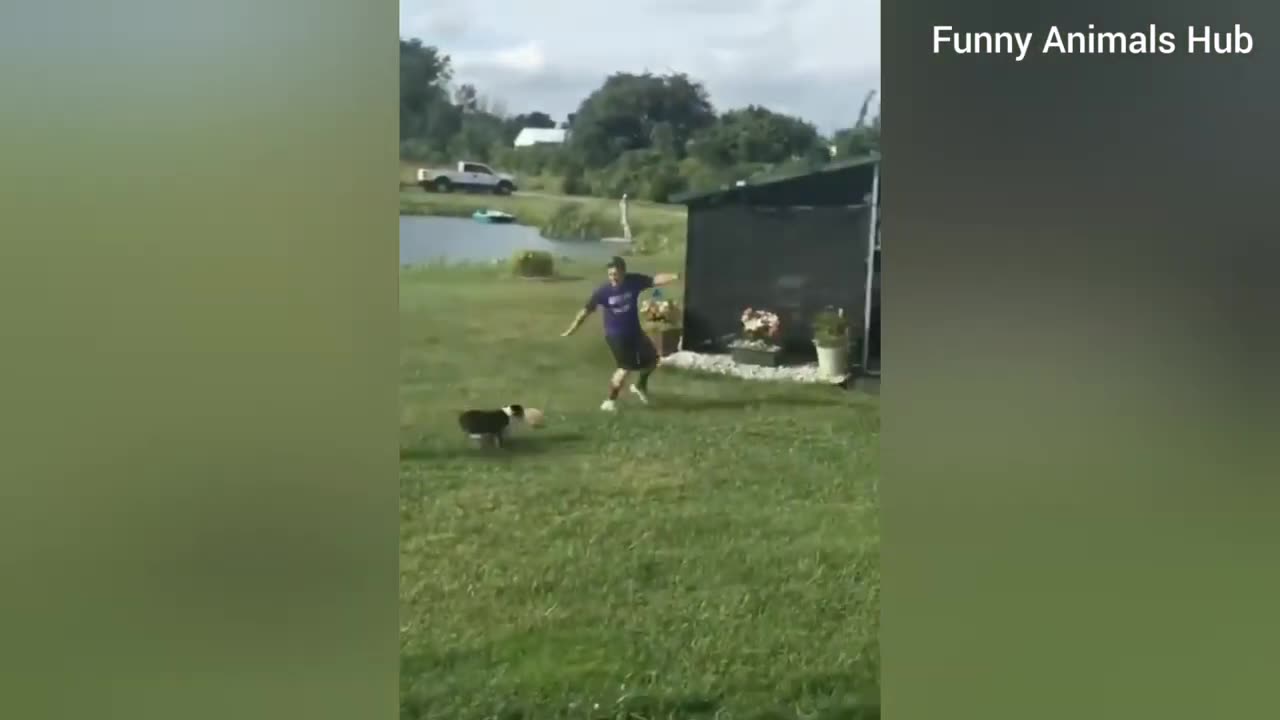 Funny Cat 🐈😺 videos