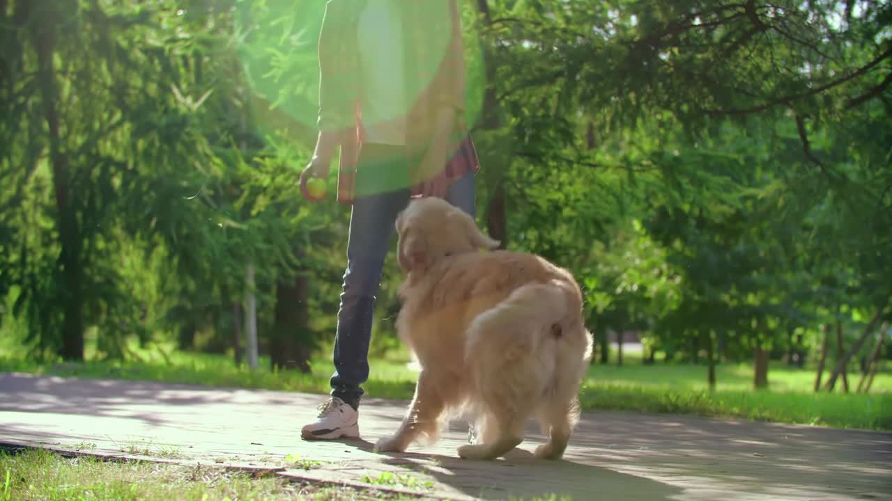 dog play with his partner in the nature