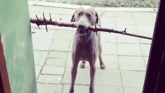 Collab copyright protection - grey dog with large stick in mouth