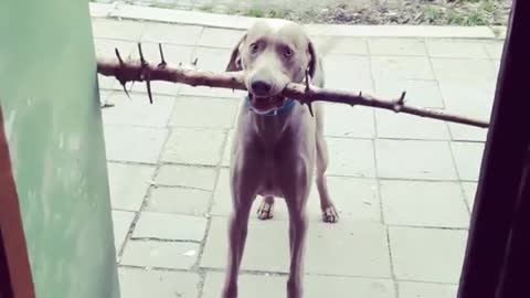 Collab copyright protection - grey dog with large stick in mouth