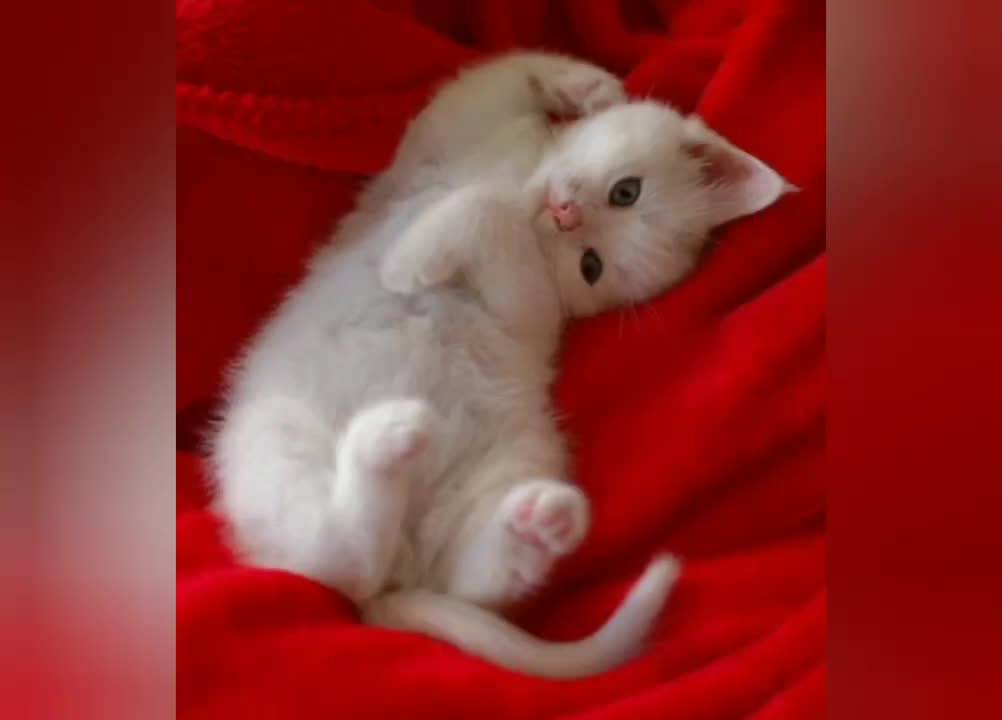 Cute Cats video |Whatsapp status video🐈🐈😸🐱🐾