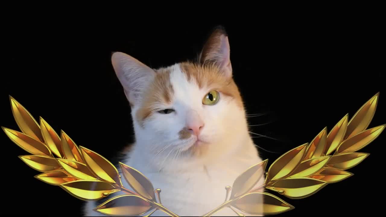 Funny Cat presentation of channel with many Cool & Viral Video
