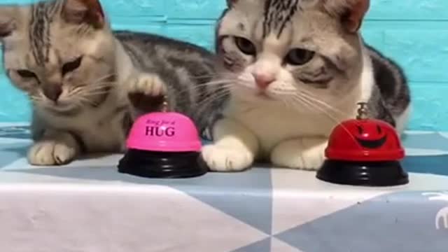 Lovely Cat, black cat, cats, funny cats, funny cat videos $$$