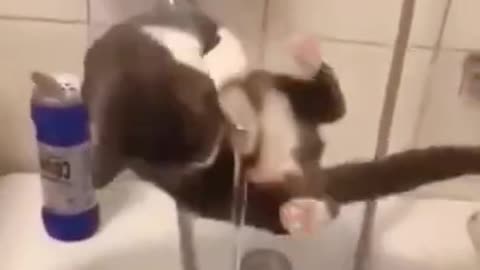 Funny cat