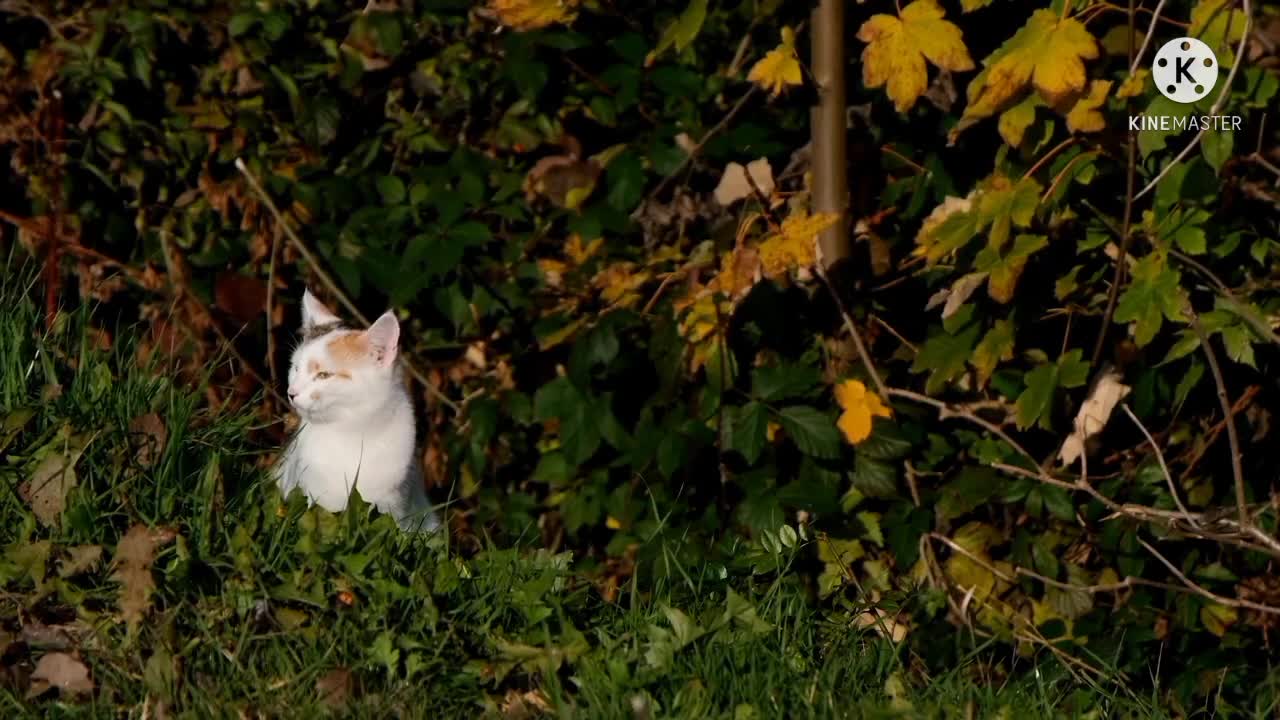 Big cat videos || Cute big cat video.