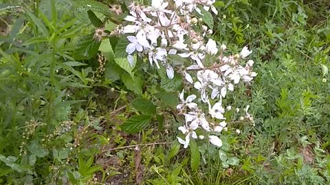 Blackberry Bush