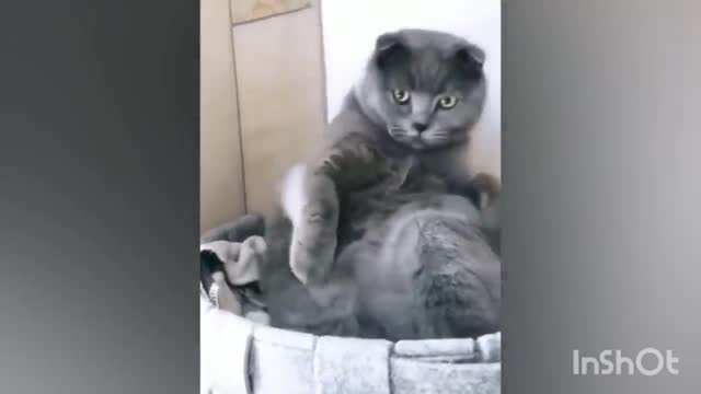 Funny cats