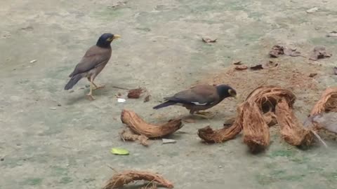 Myna birds video in my house.