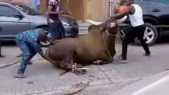 Short video of a cow who hit a man nearly to death