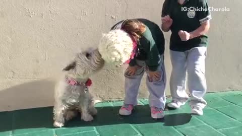 Music white dog takes off little girls beanie