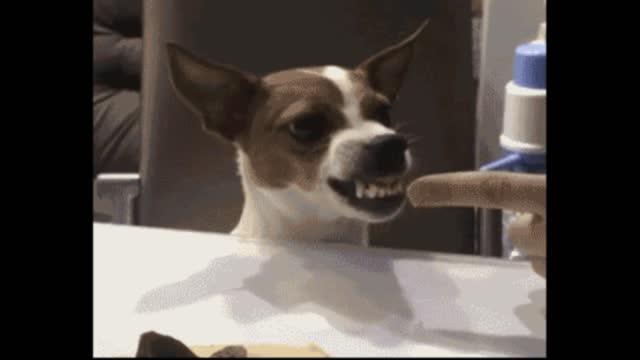 Gif video of dog taking care of the food