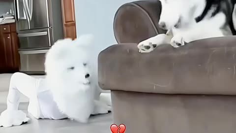 When cute animals meet their human-self LOL